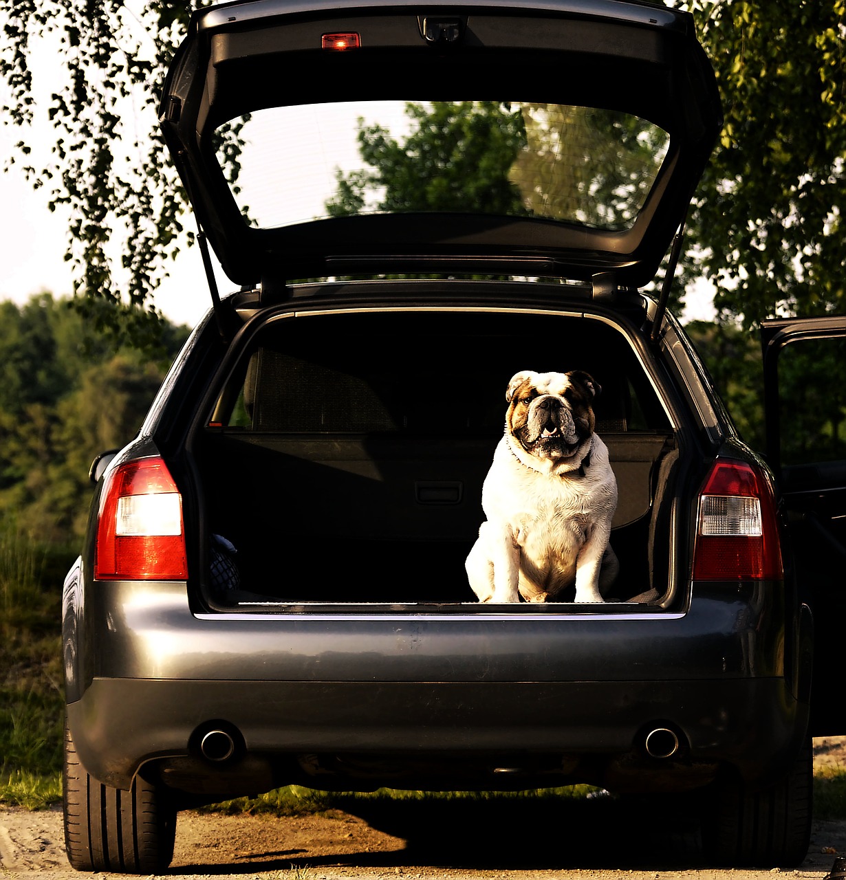 audi a 4 sport bulldog trunk free photo