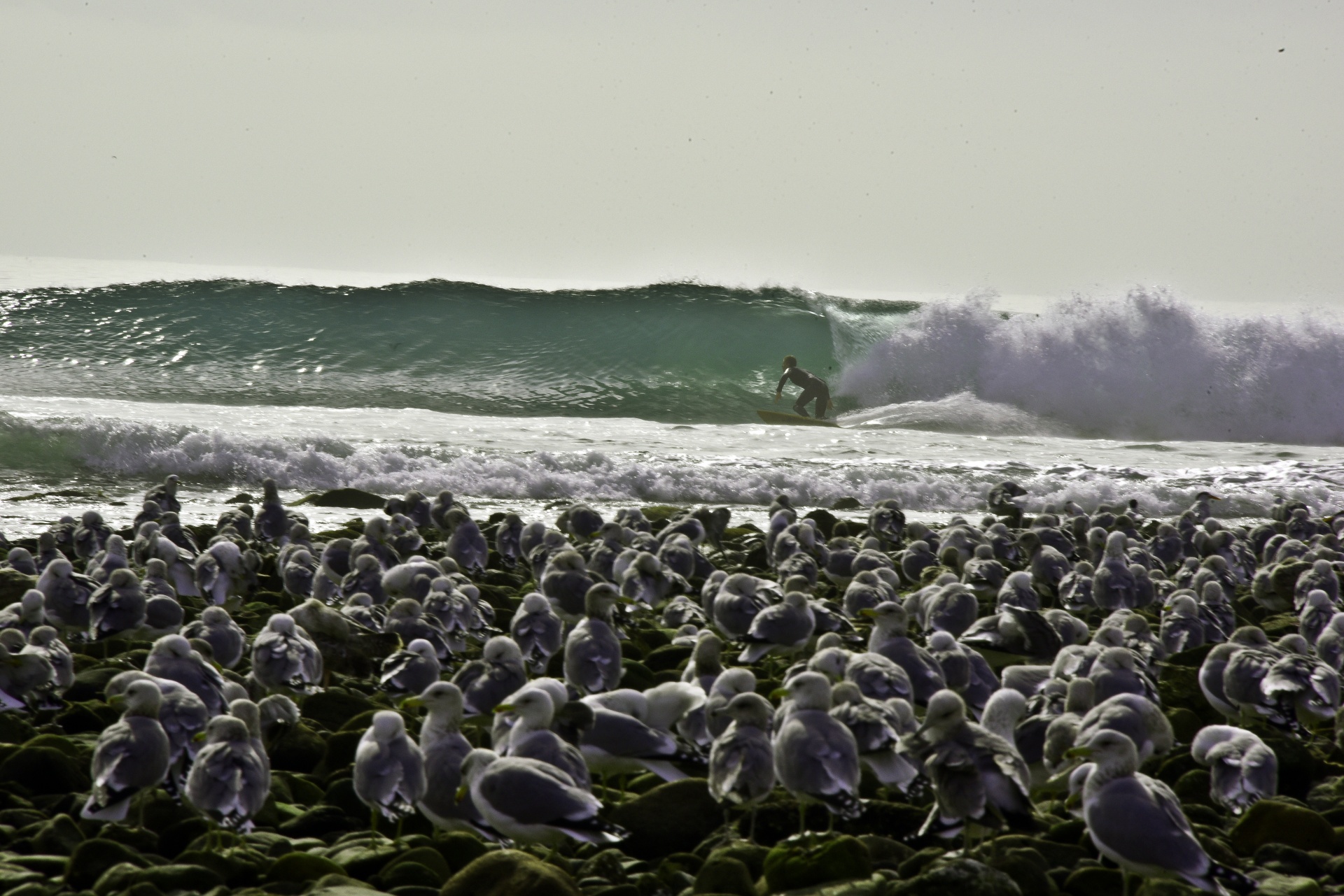 surfer watched seagulls free photo