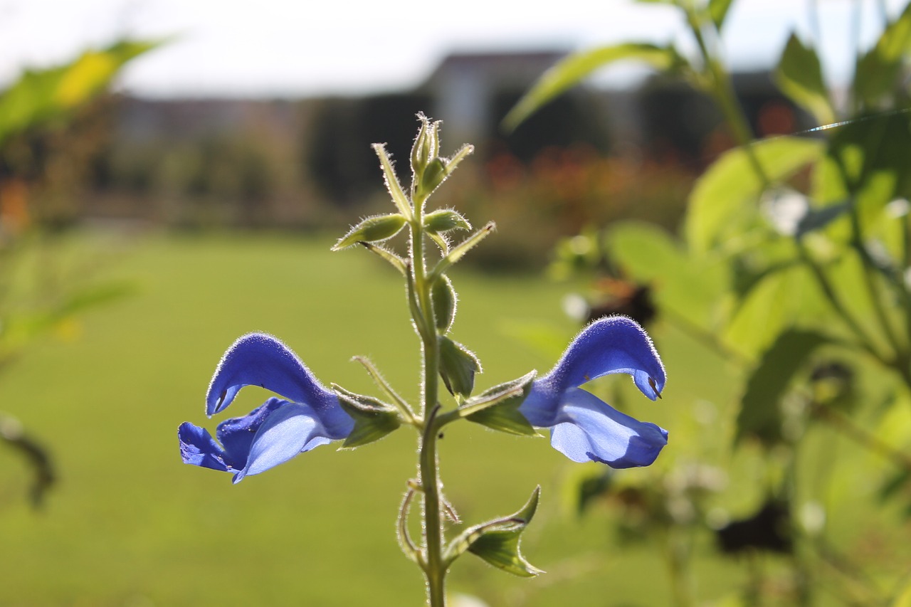 augarten vienna park free photo