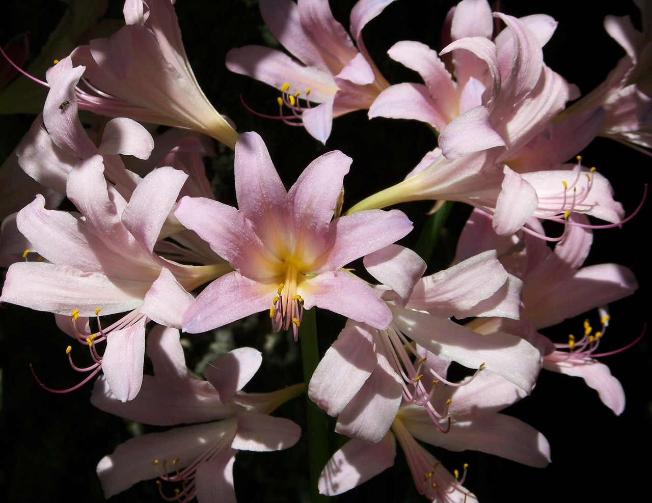 august lily lilies free photo
