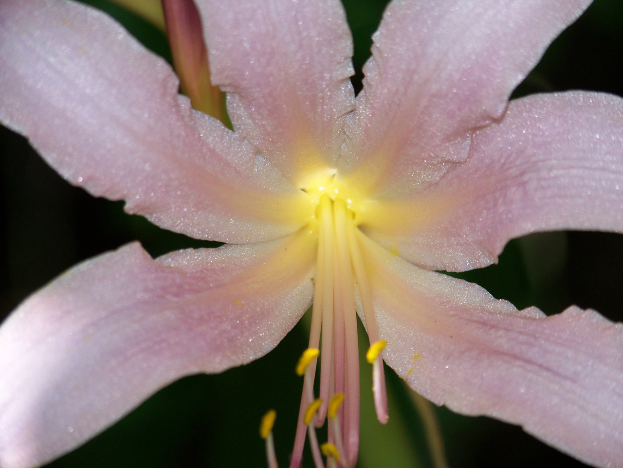 august lily lilies free photo