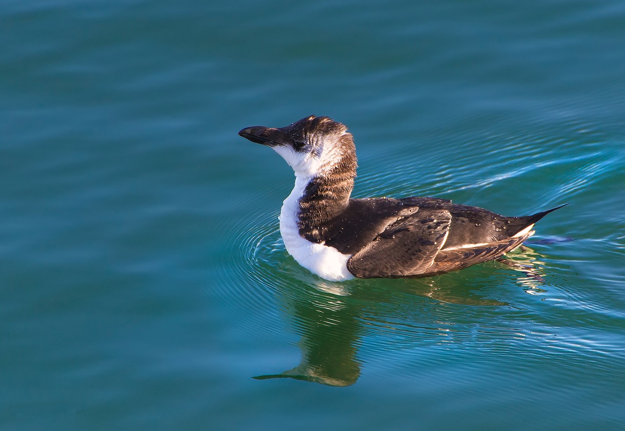 auk ave bird free photo