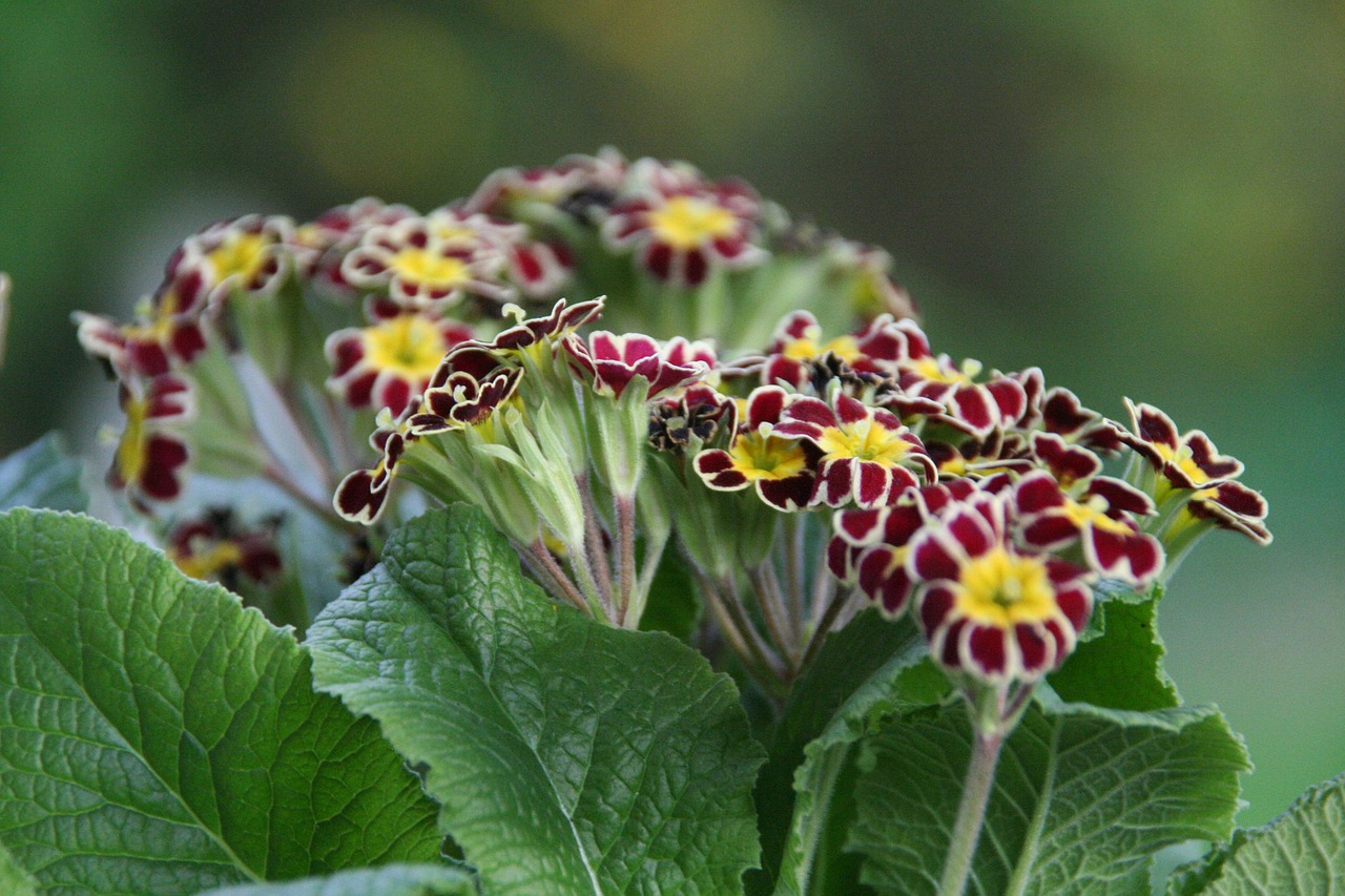 auricula  spring  primrose free photo