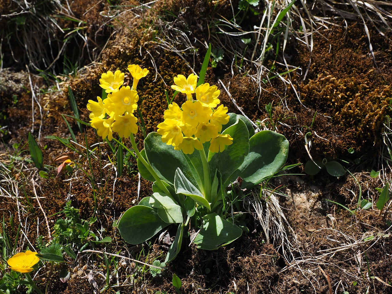 auricula alpine auricula flowers free photo