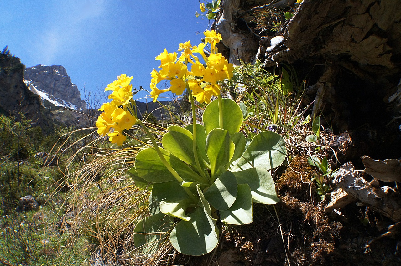 auricula primula auricula blossom free photo