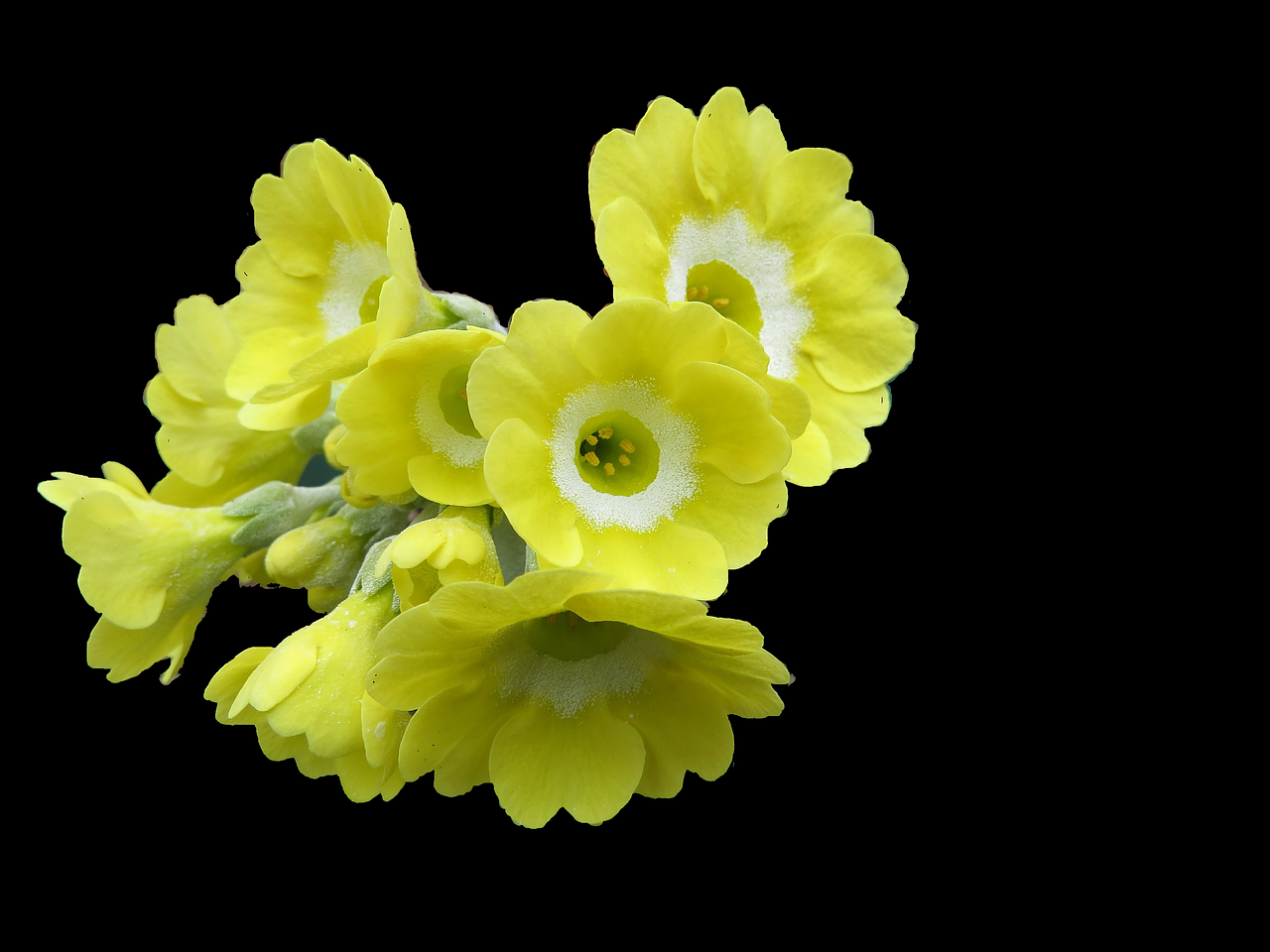 auricula primrose flower free photo
