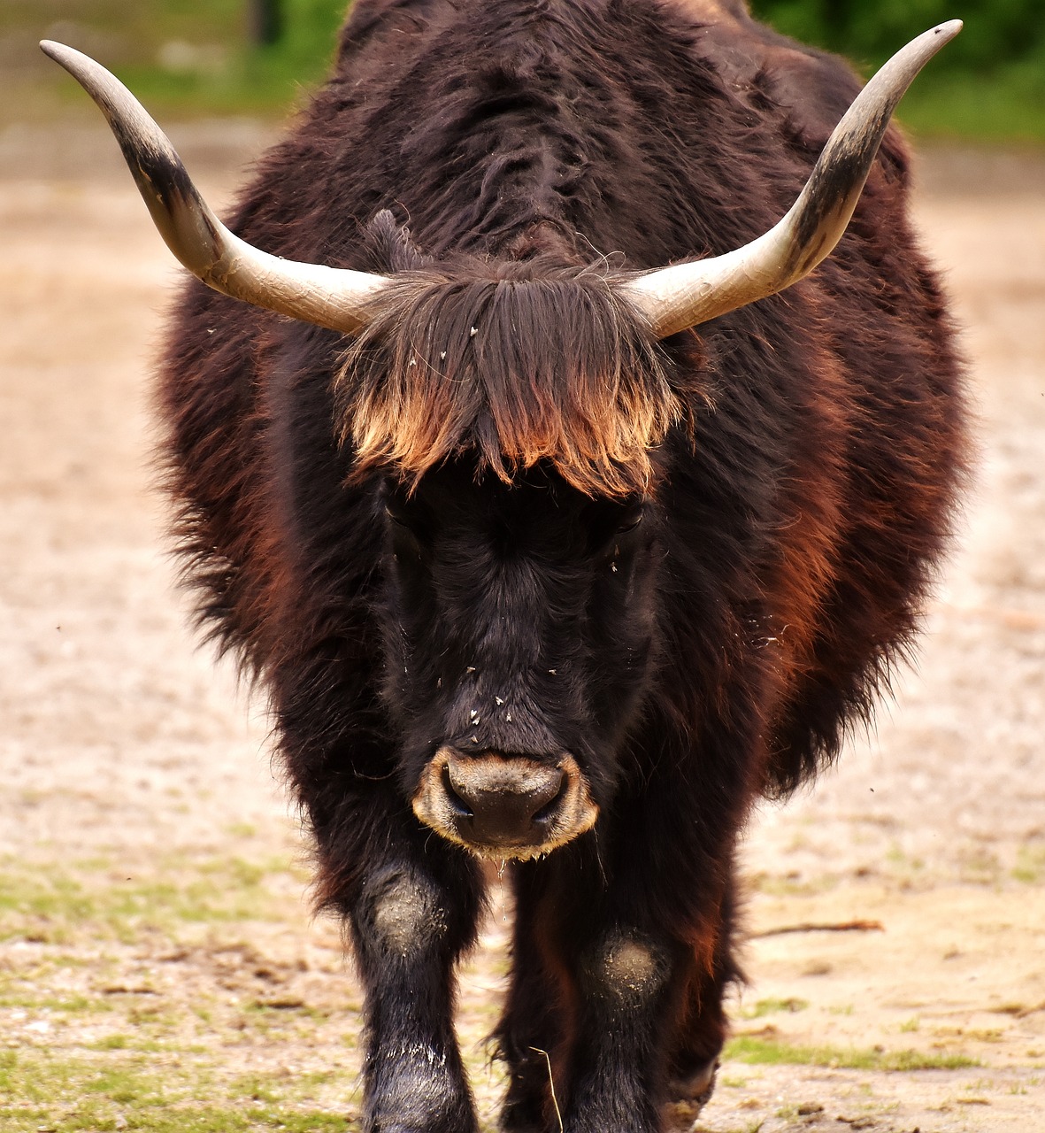 aurochs beef cattle free photo