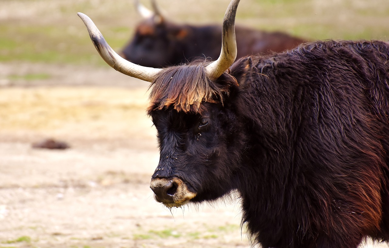 aurochs beef cattle free photo