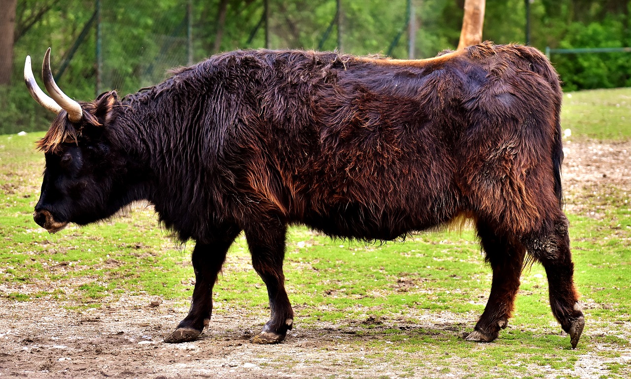 aurochs animal wildlife photography free photo