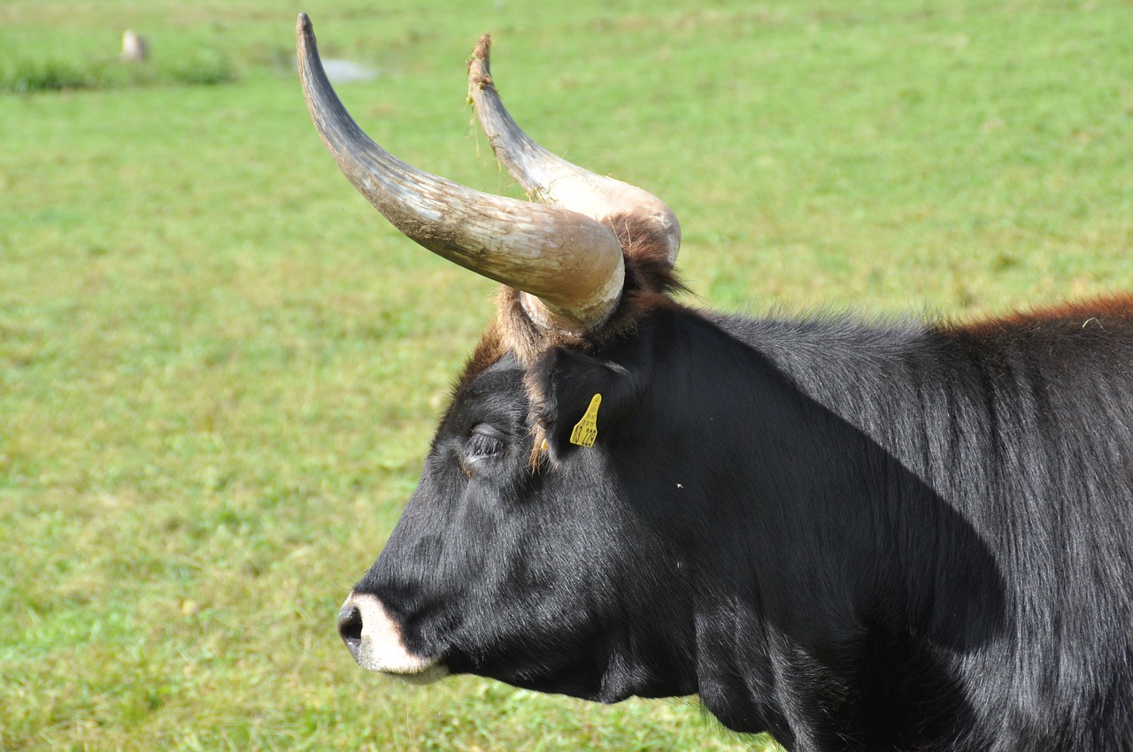 aurochs animal horns free photo