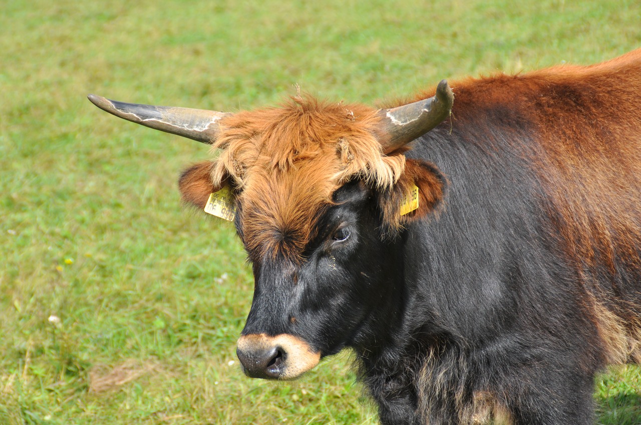 aurochs animal horns free photo