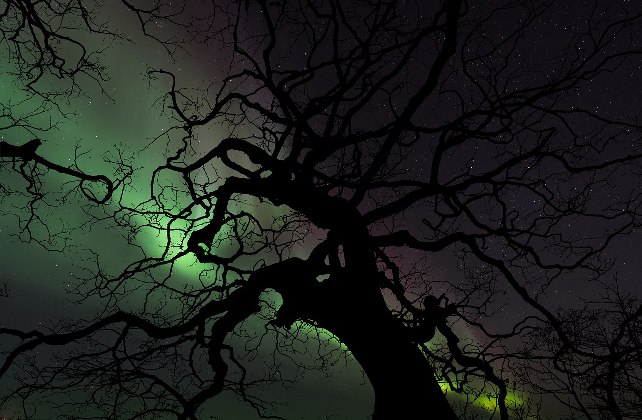 aurora tree nature free photo