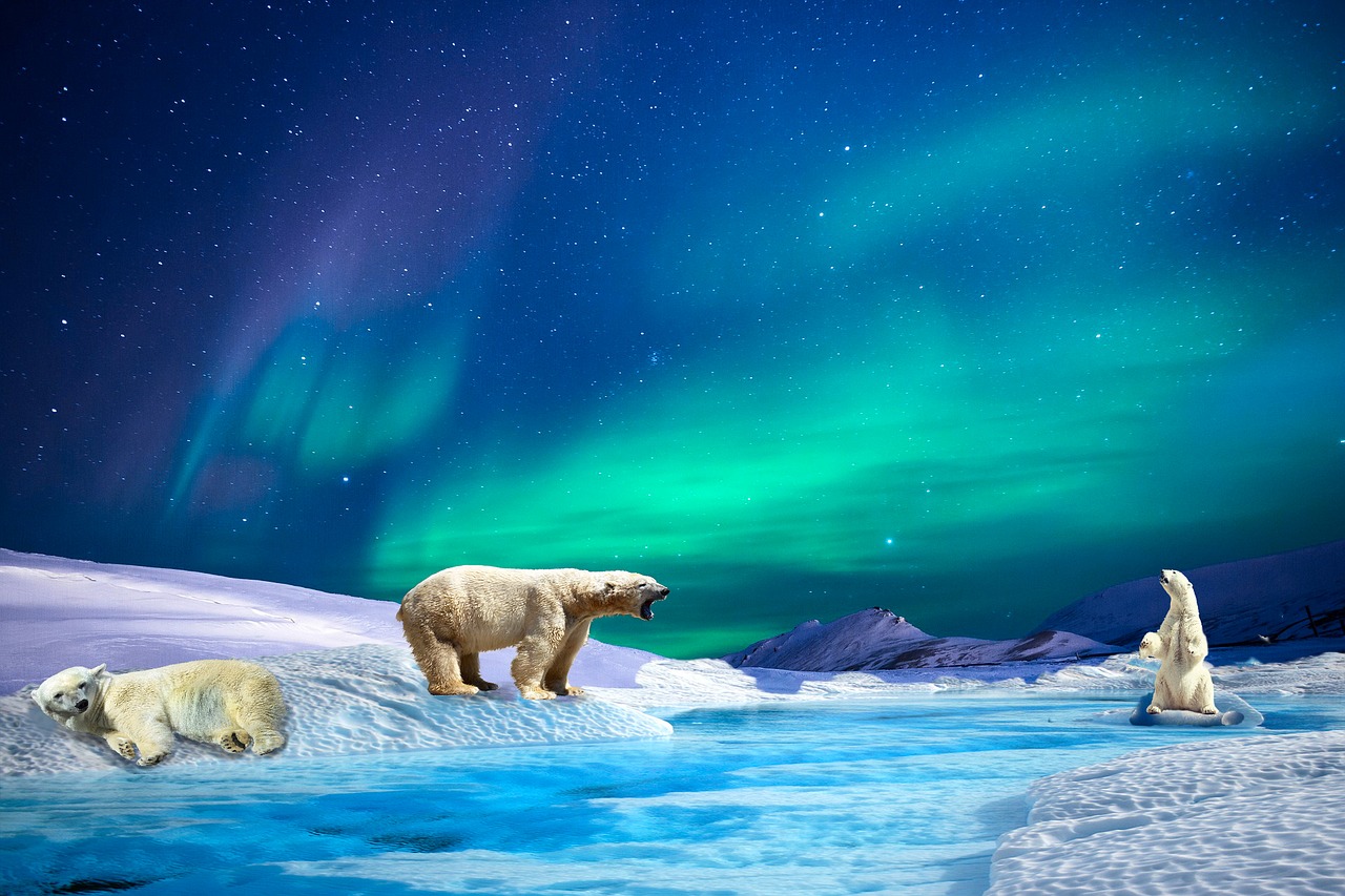 aurora polar bears river free photo