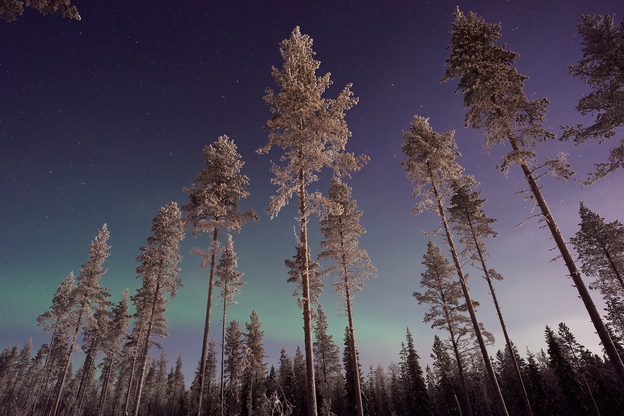 aurora sky trees free photo