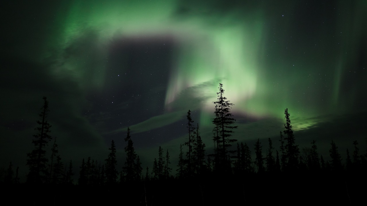 aurora northern lights forest free photo