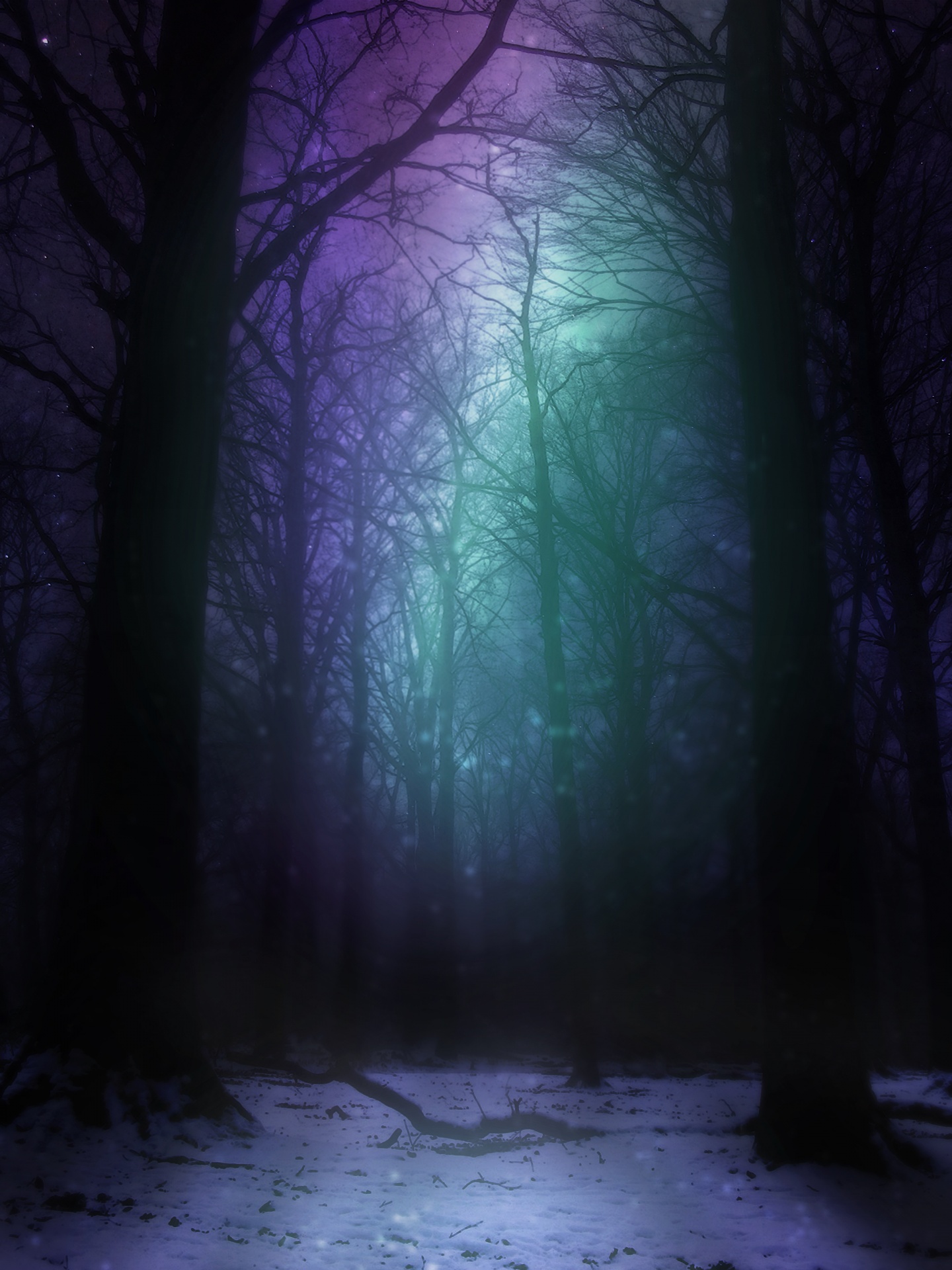 Ночь лес красиво. Ночной лес. Темный лес. «Ночь в лесу». Мрачный лес.