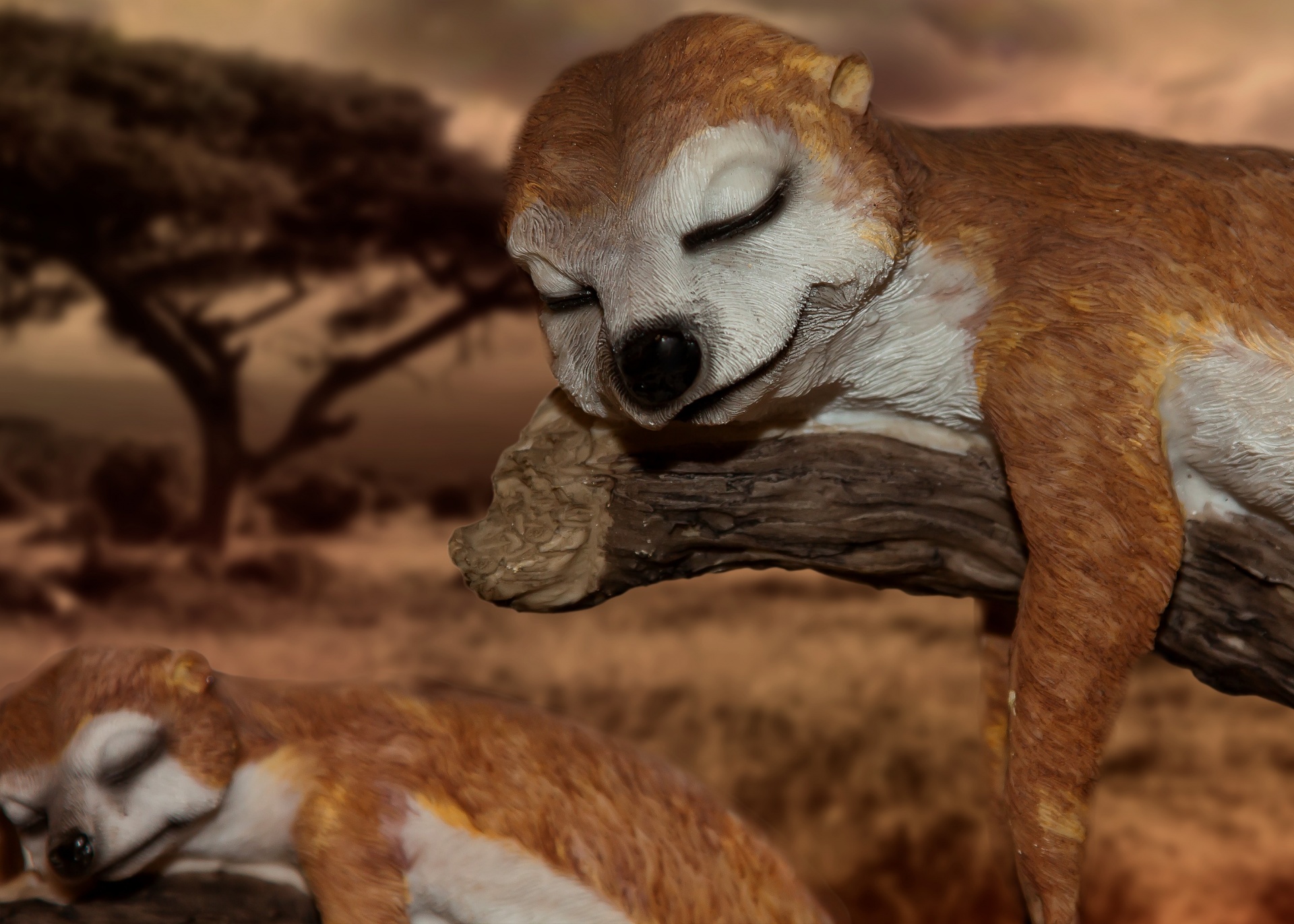 sleep rest meerkats free photo