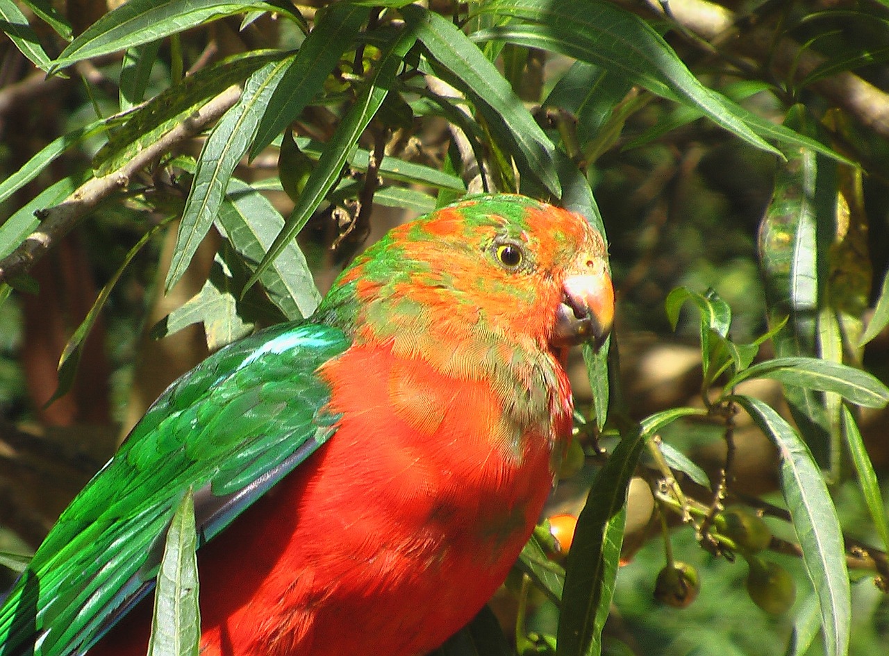 australia bird parrot free photo