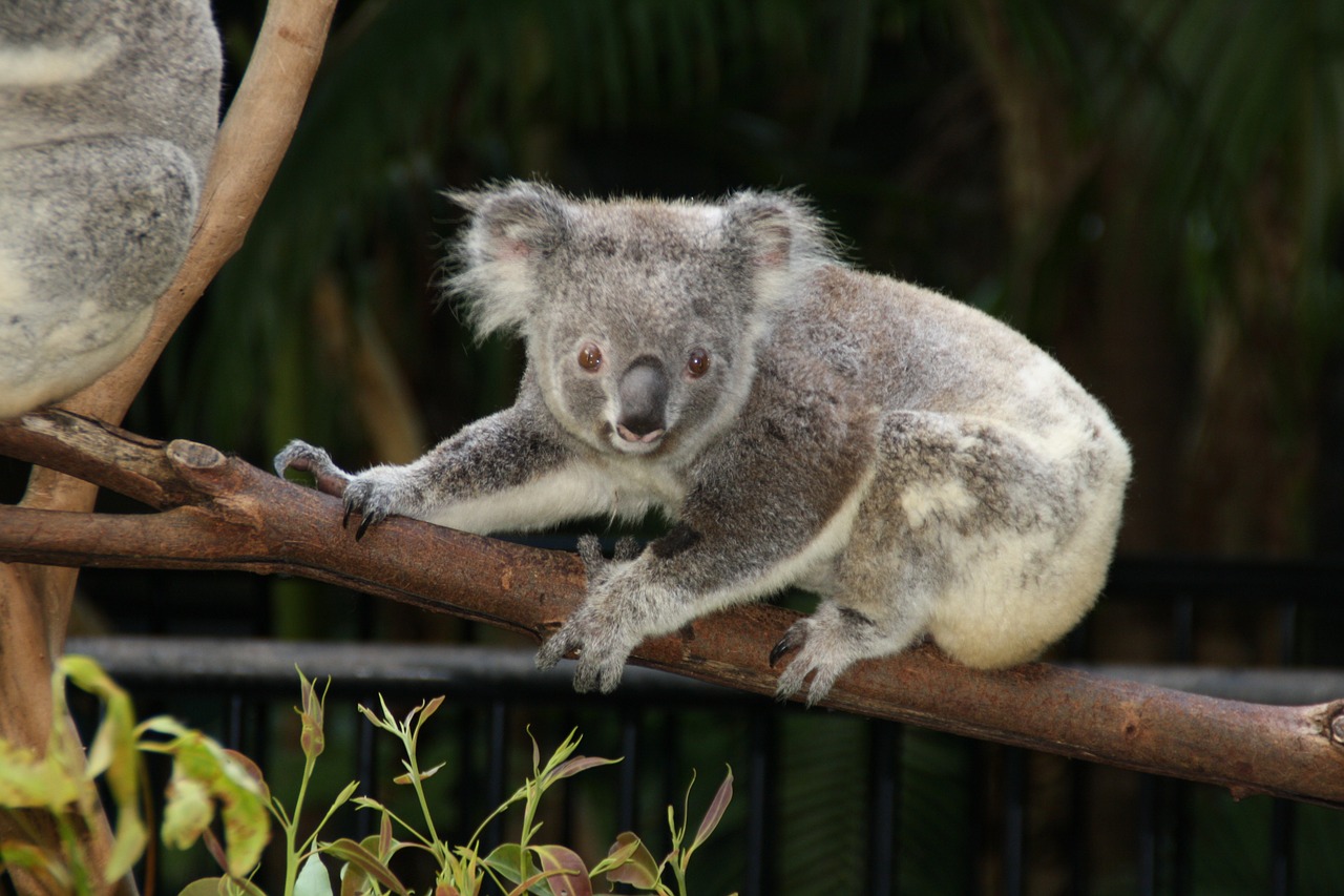 australia koala zoo free photo
