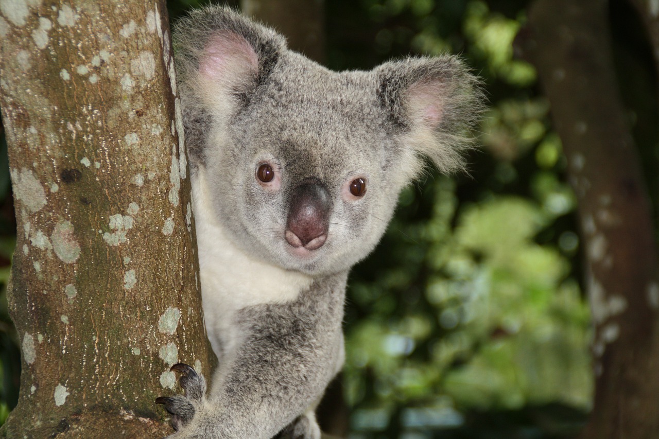 australia zoo koala bear free photo