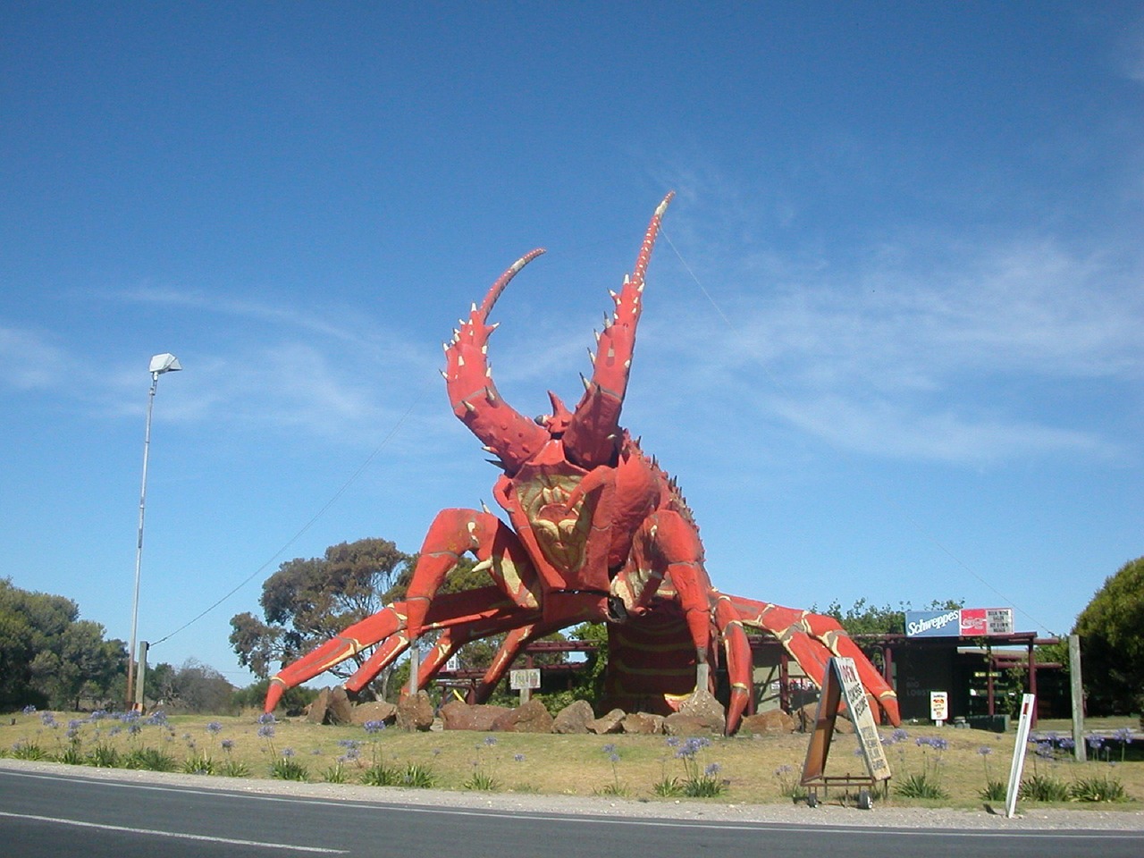 australia lobster giant lobster free photo