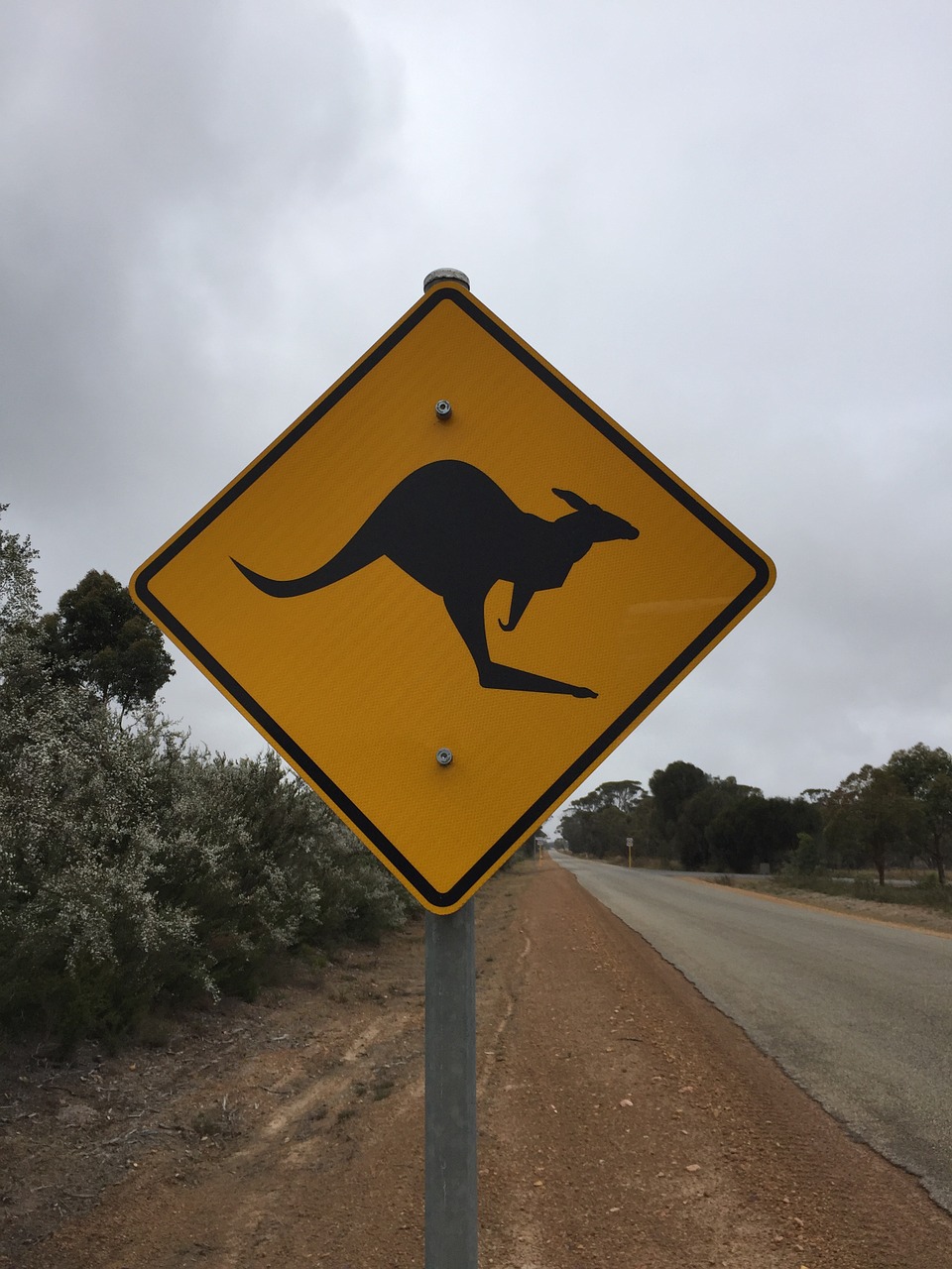 australia kangaroo road free photo