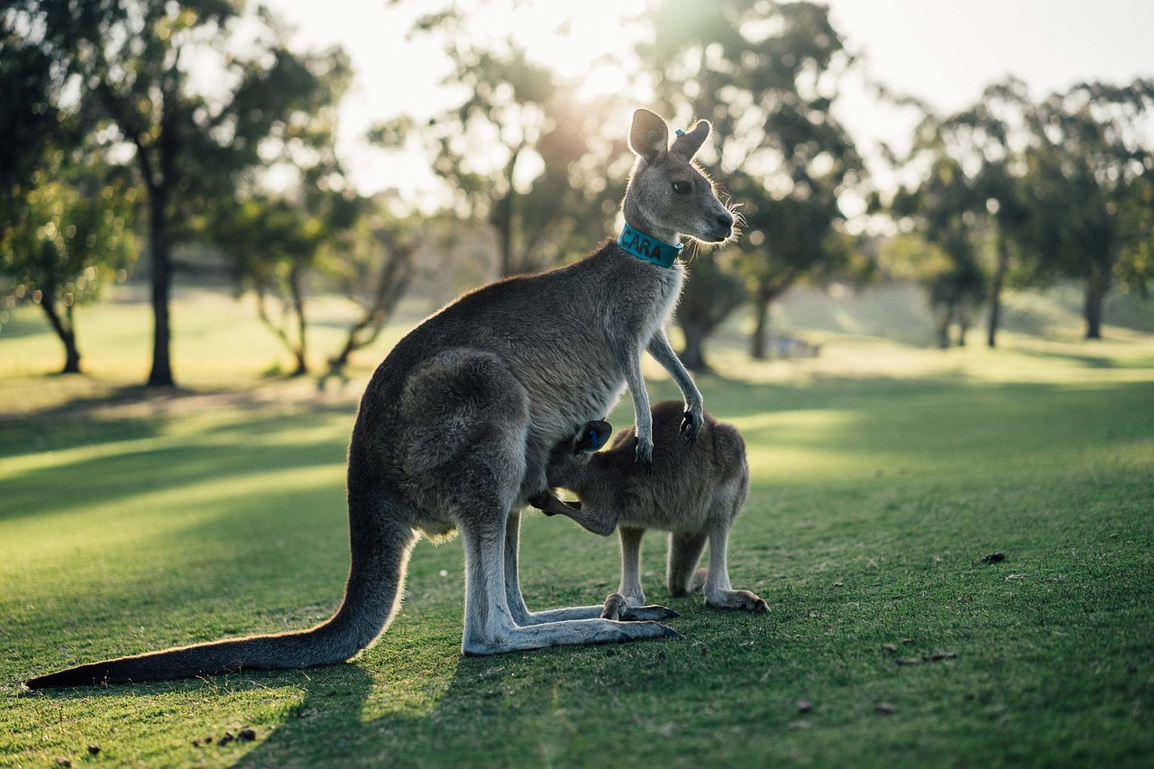 australia kangaroo outback free photo