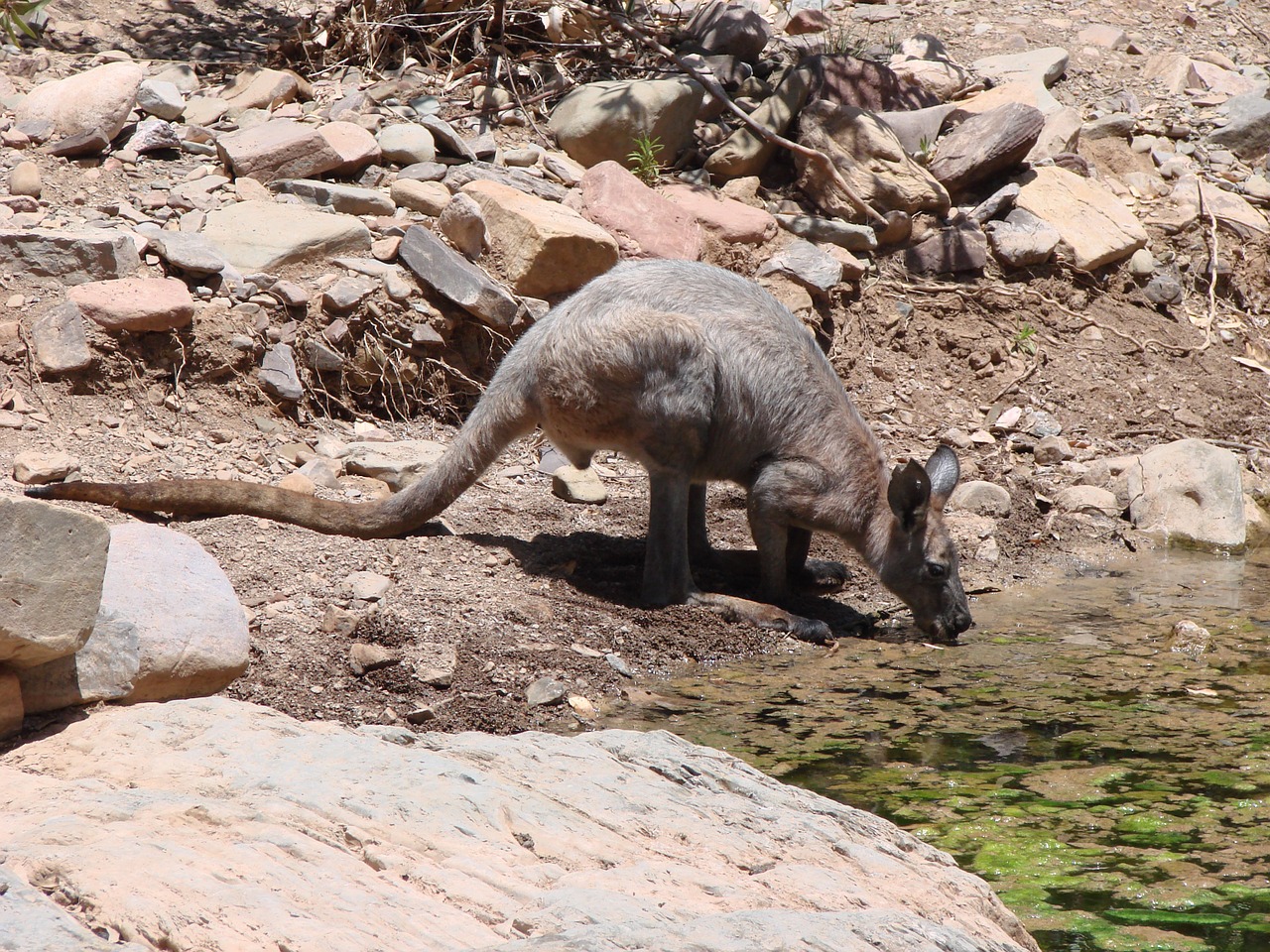 australia kangaroo water free photo
