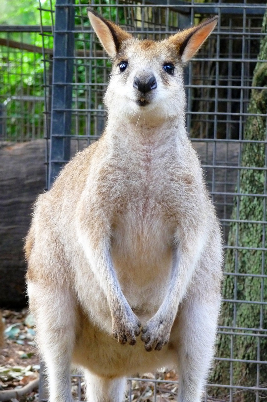 australia kangaroo wildlife park free photo