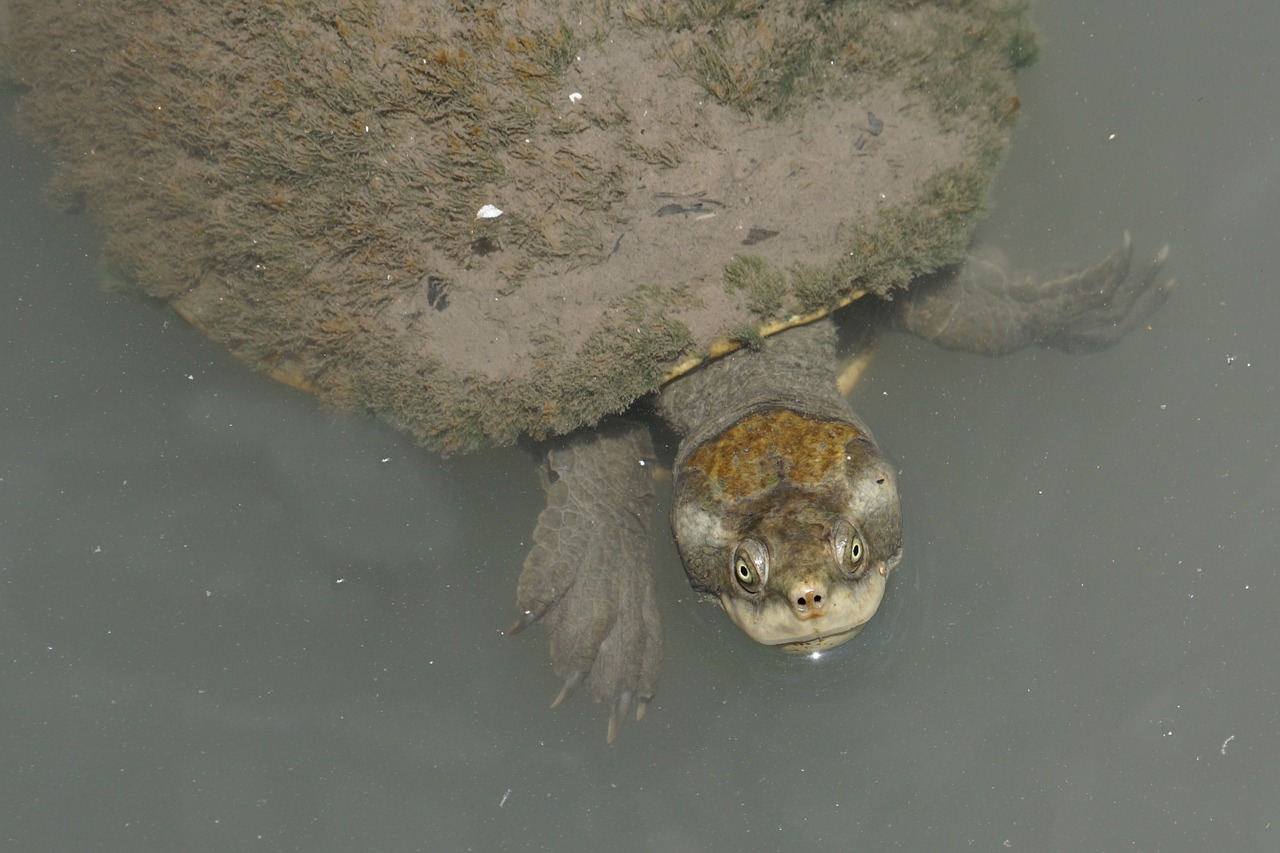 australia turtle dirty free photo