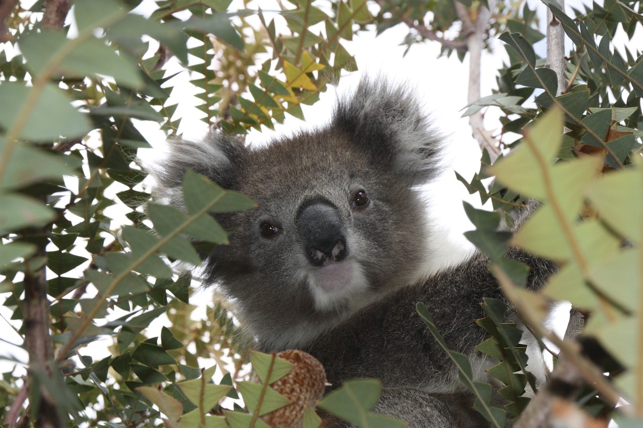australia koala wildlife free photo