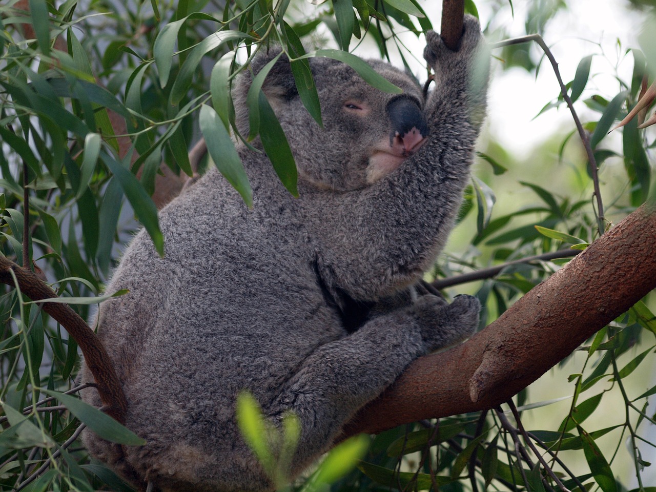 australia bear koala free photo