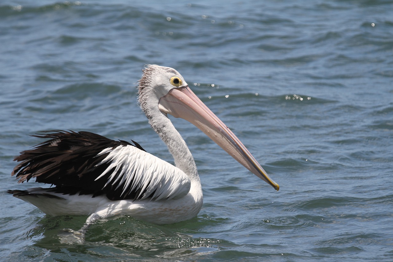 australia pelican bird free photo