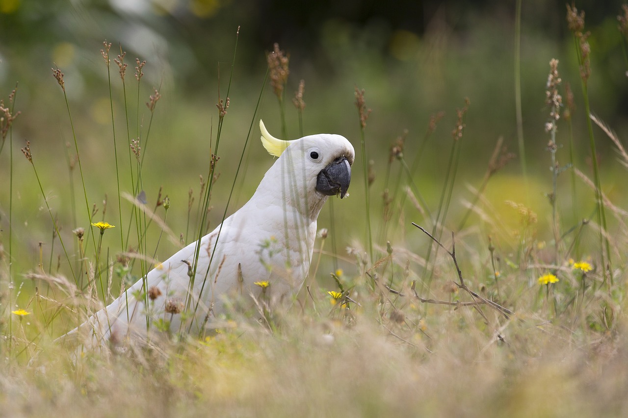 australia bird cockatoo free photo