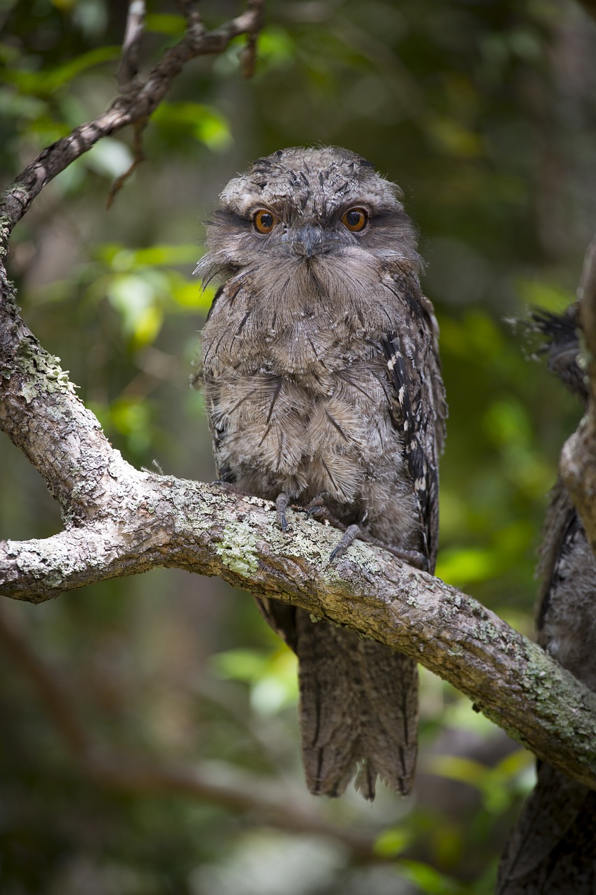 australia bird nature free photo