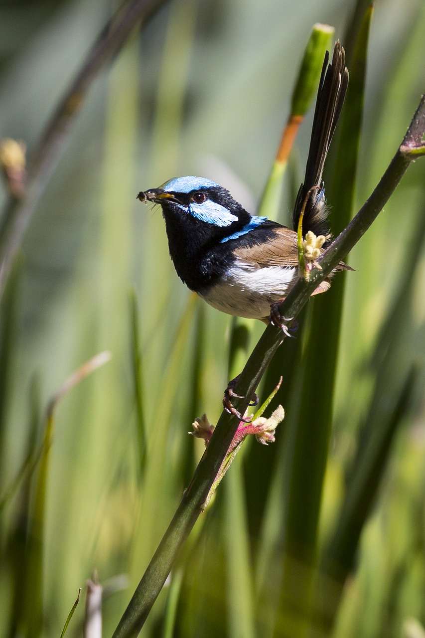 australia bird nature free photo