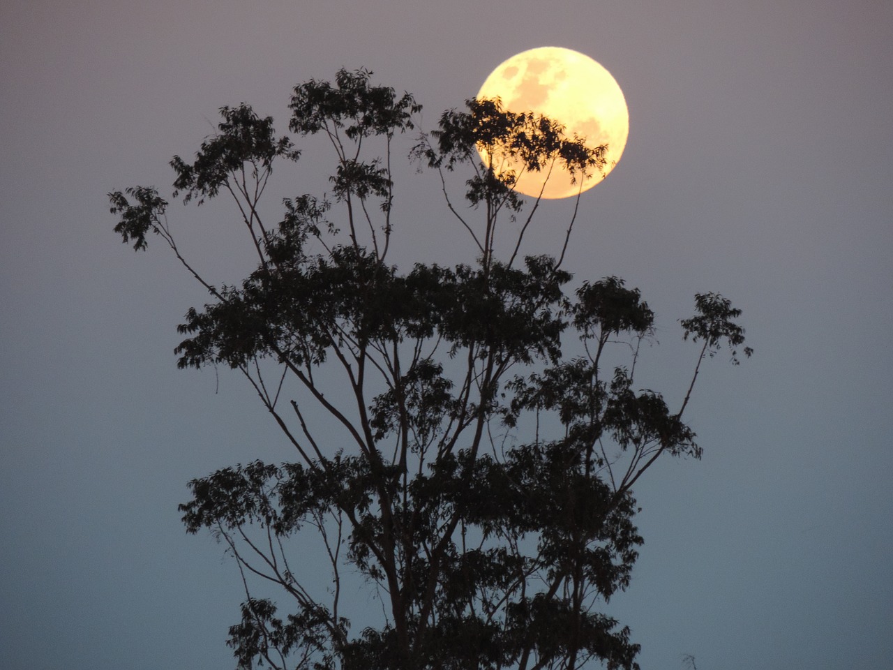 australia supermoon lunar free photo