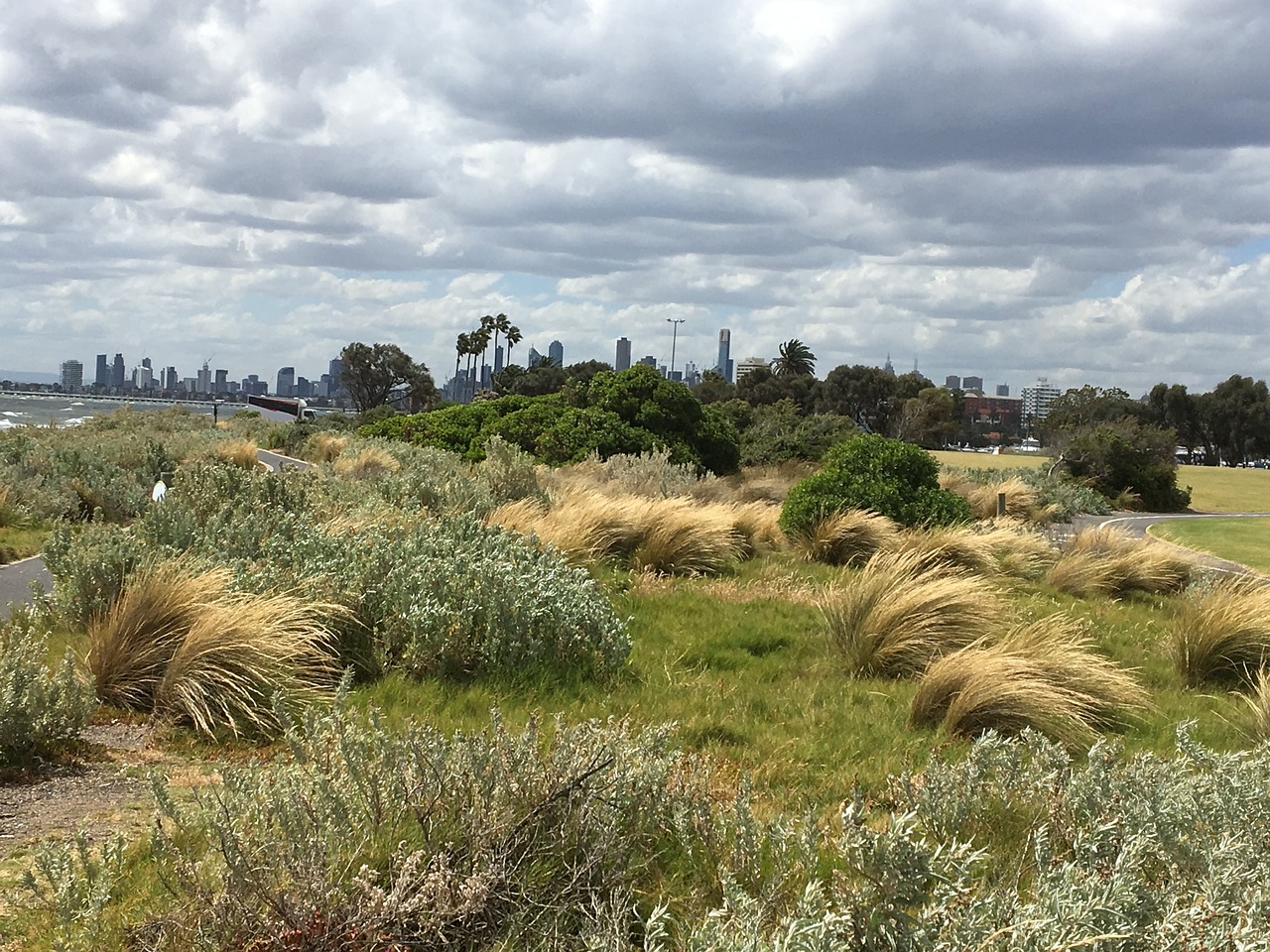 australia grass green free photo