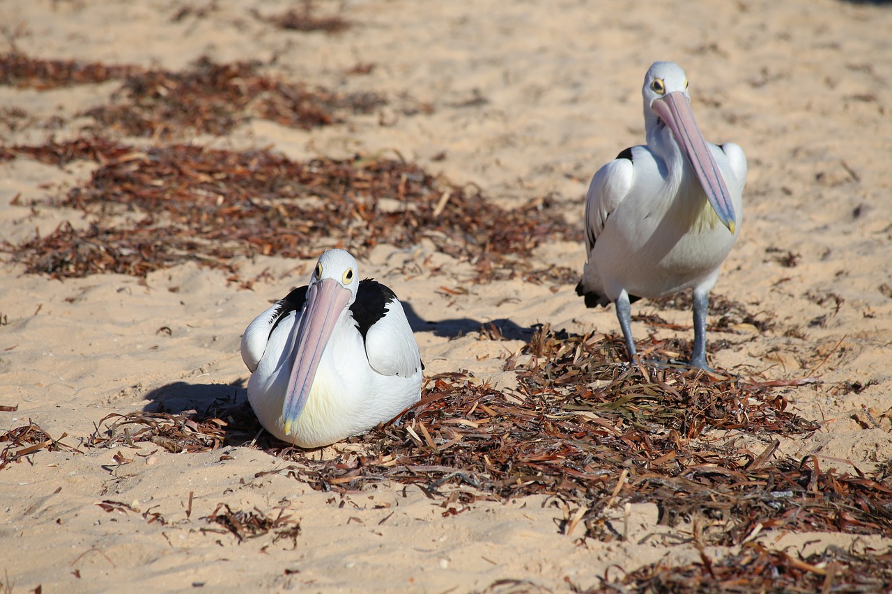 australia flamingo bird free photo