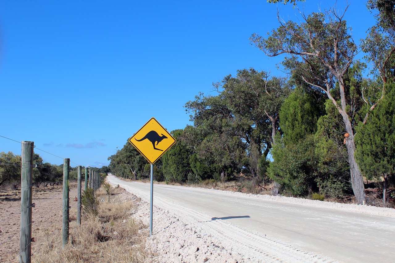 australia kangaroo road free photo