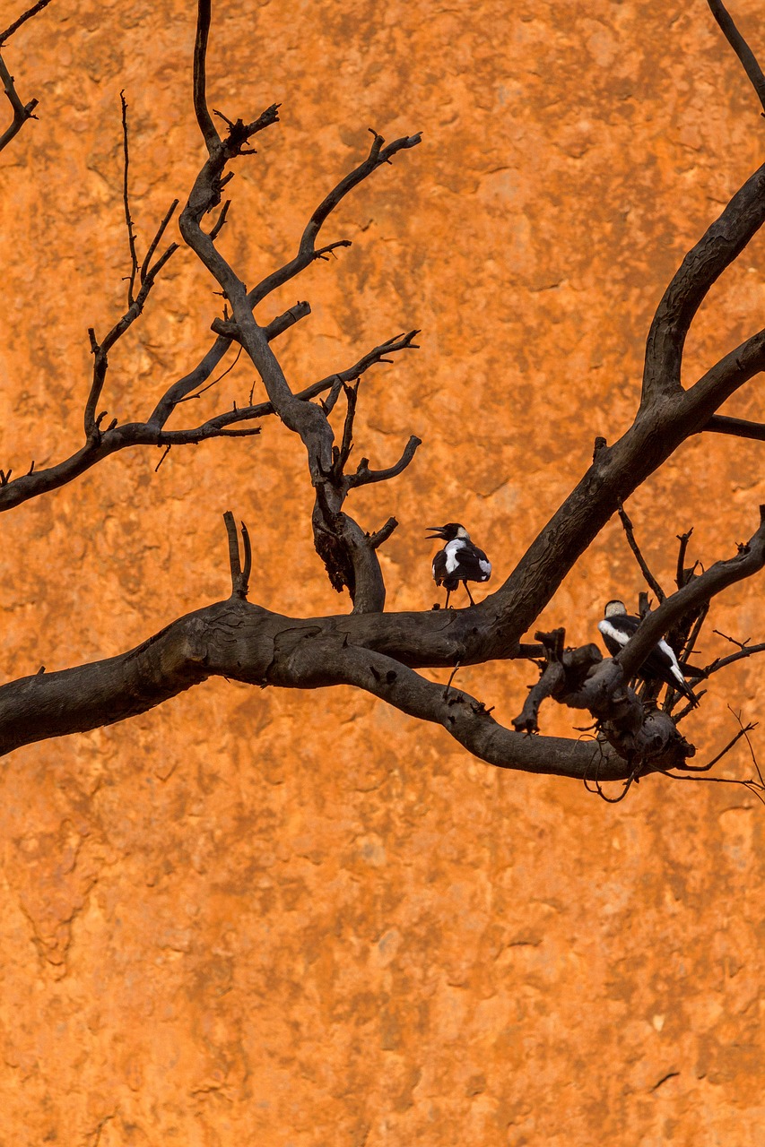 australia bird dead tree free photo