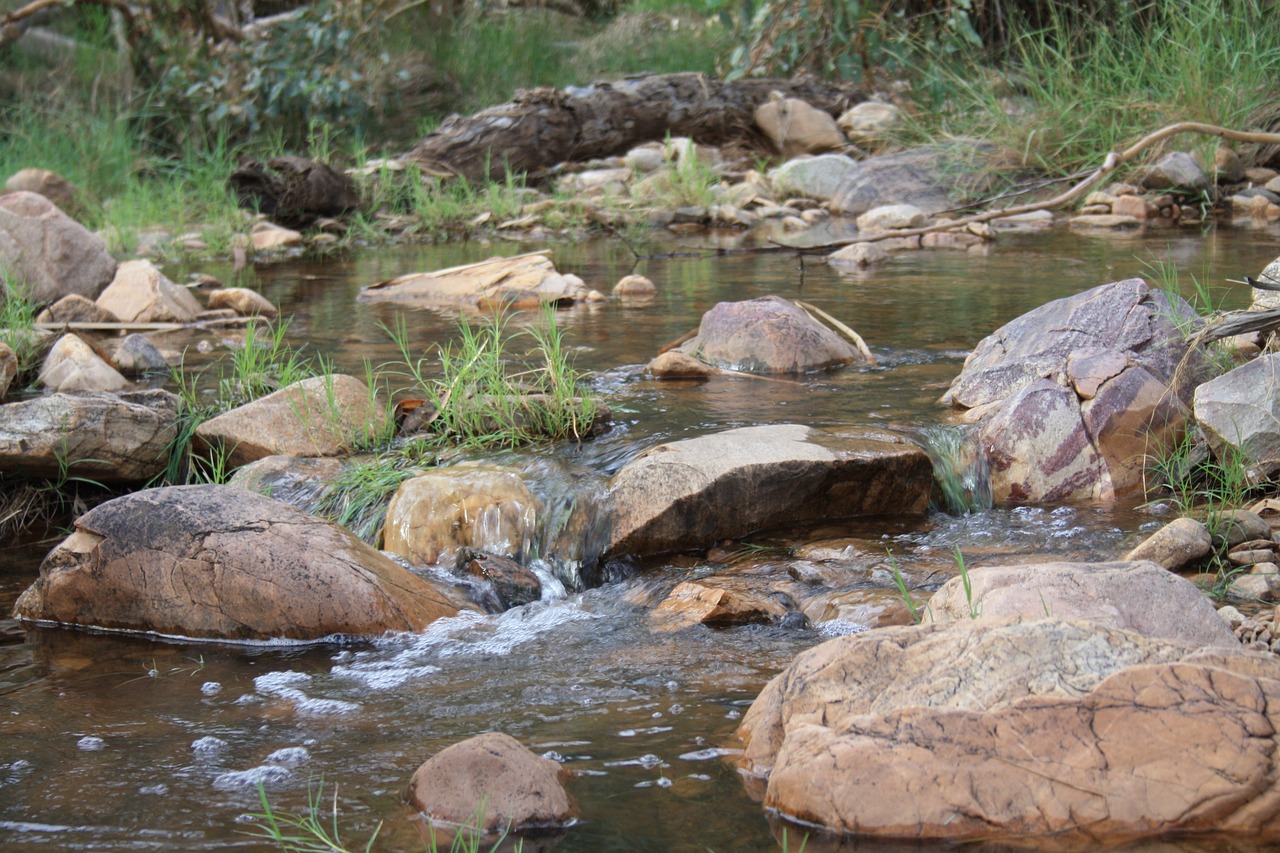 australia landscape reeds free photo