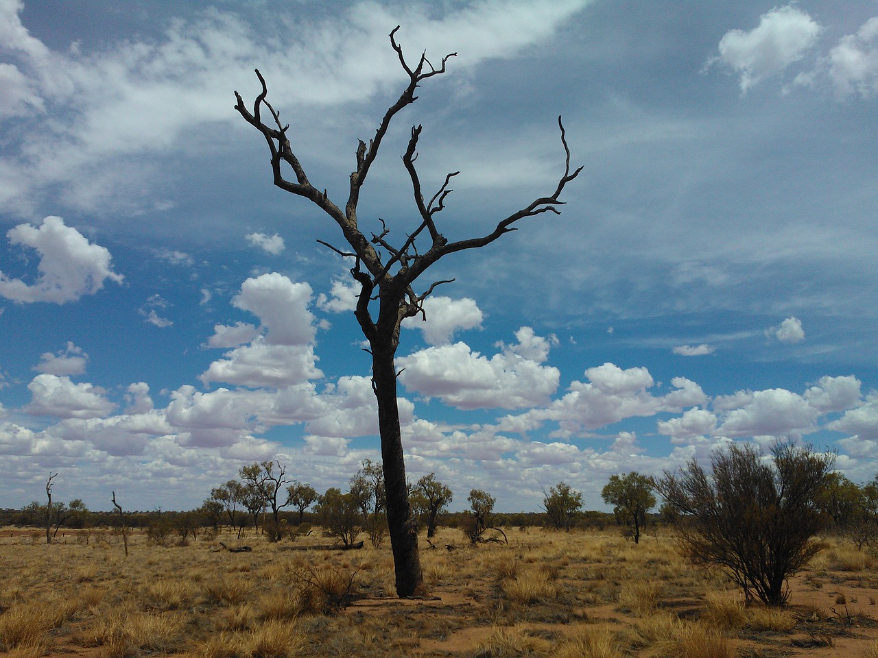 australia bush dry free photo