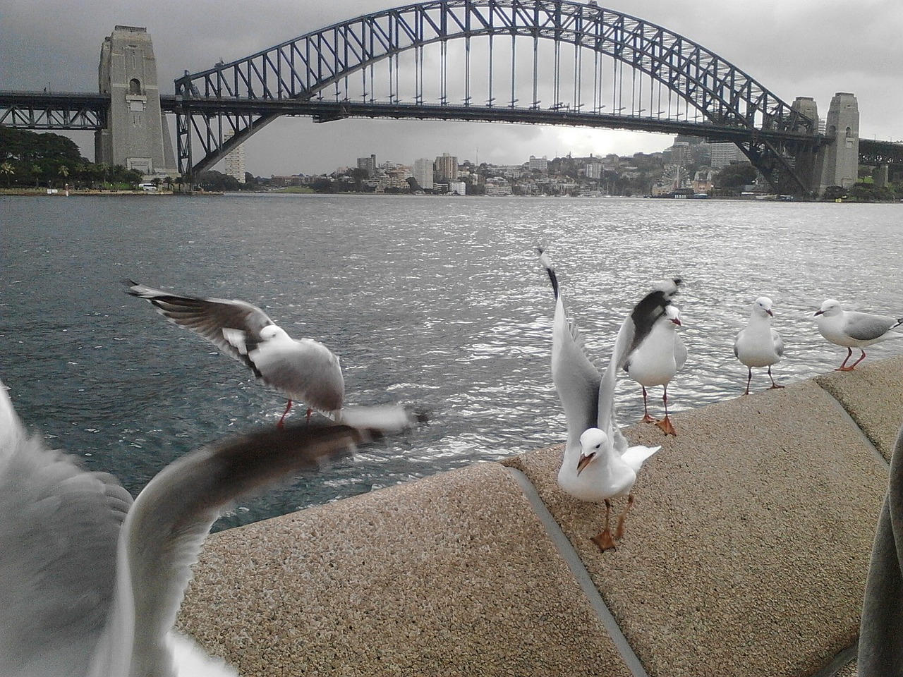 australia background sydney free photo