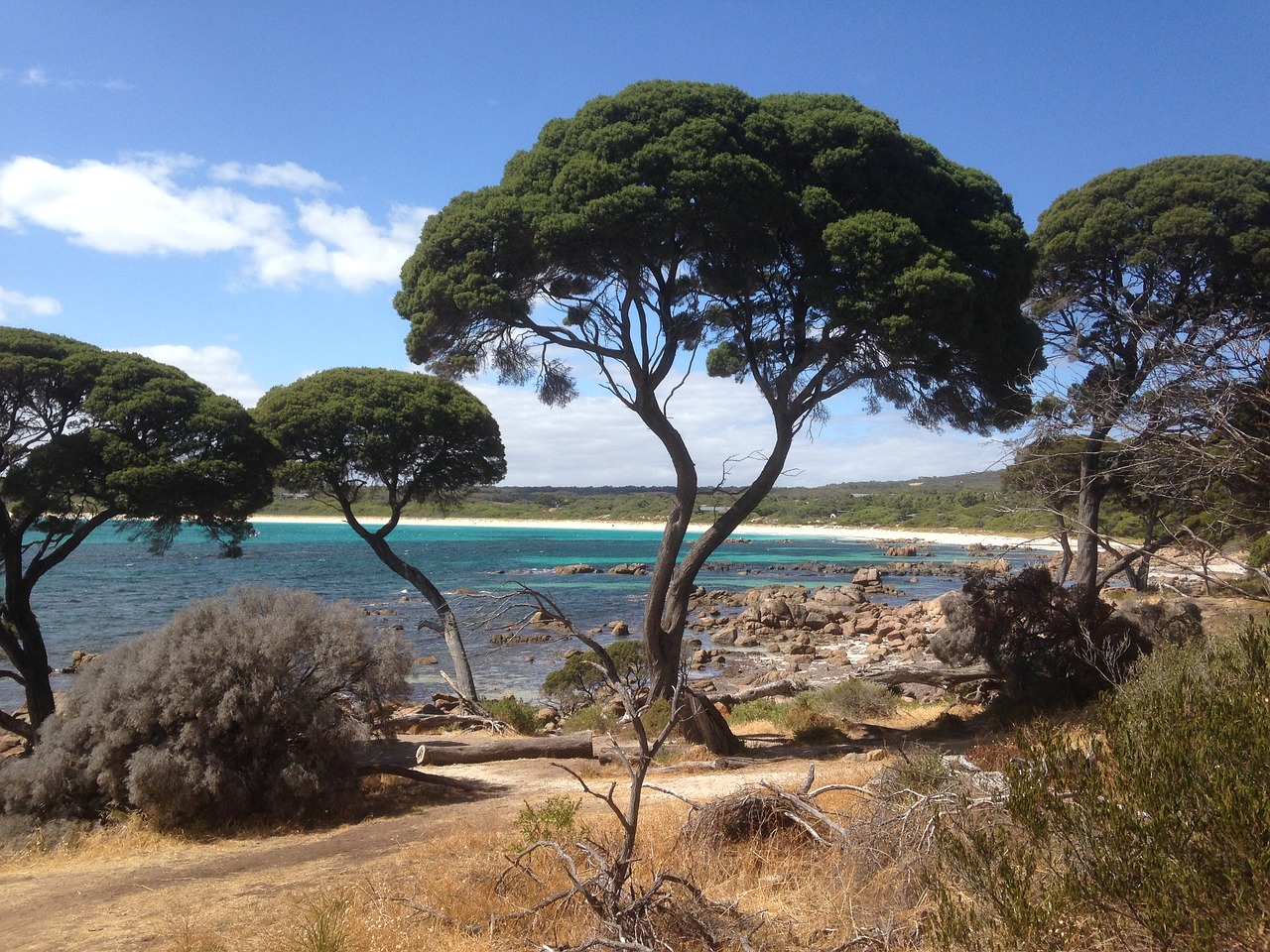 australia nature tree free photo