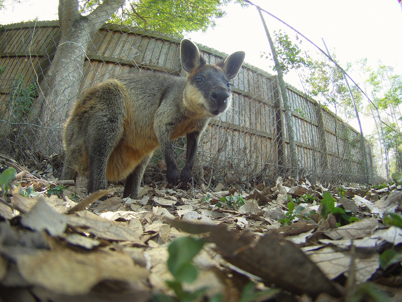 australia wallaby quite free photo