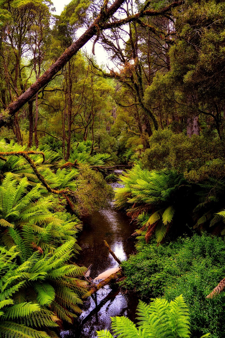 australia forest trees free photo