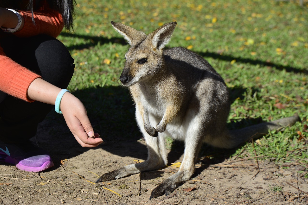 australia brisbane animal free photo