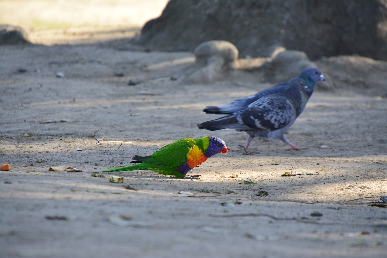 australia bird brisbane free photo