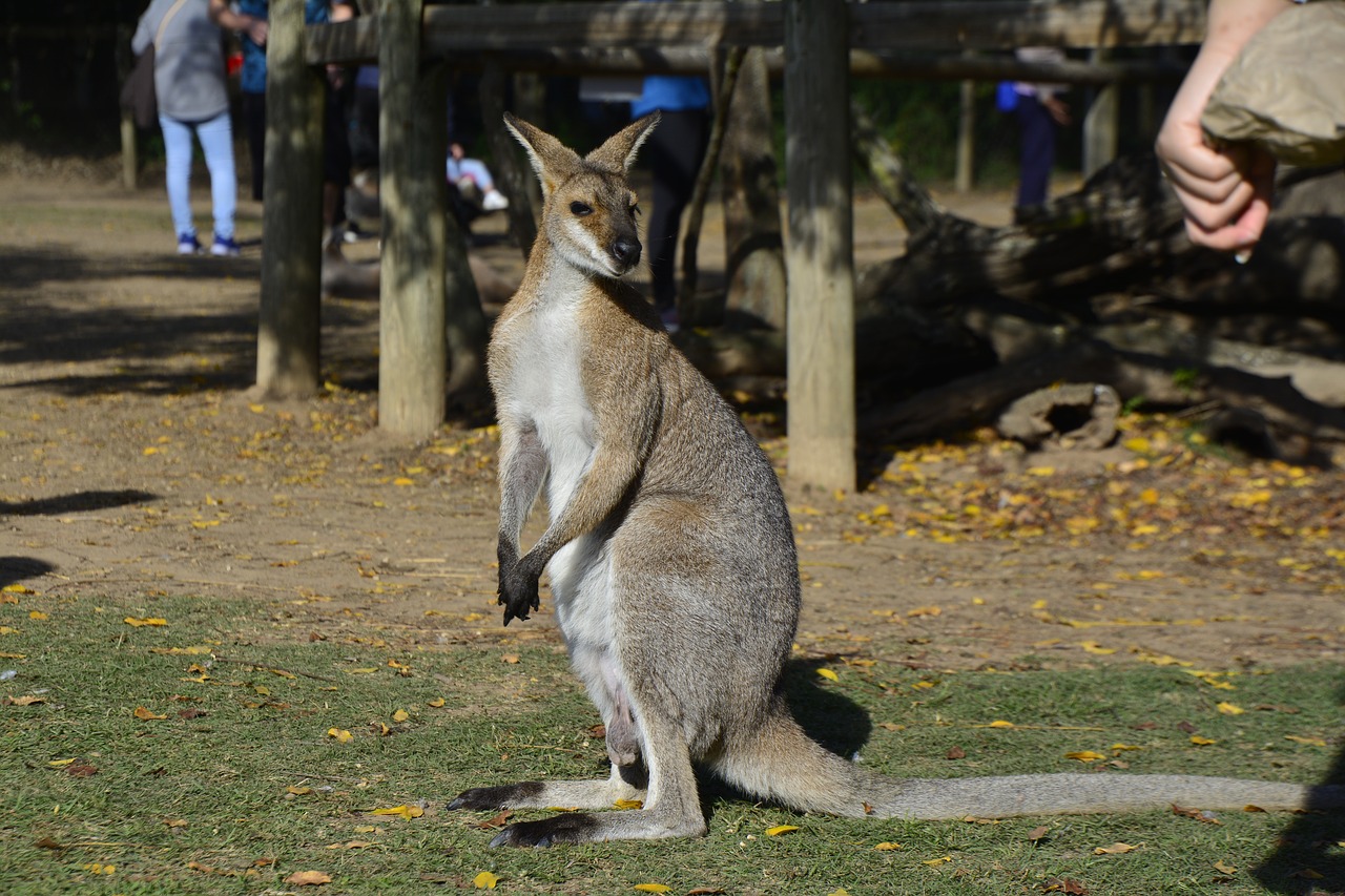 australia brisbane animal free photo